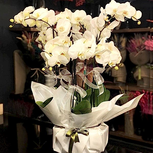  Marmaris Çiçekçi - 6 Dal Phalaenopsis Beyaz Orkide