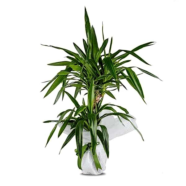  Marmaris Çiçekçi - İkili Tropic Yucca Saksı Çiçeği