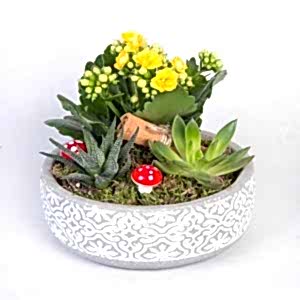  Marmaris Çiçekçi - Dekoratif saksıda  sukulentler