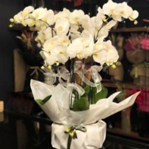  Marmaris Çiçekçi - 6 Dal Phalaenopsis Beyaz Orkide