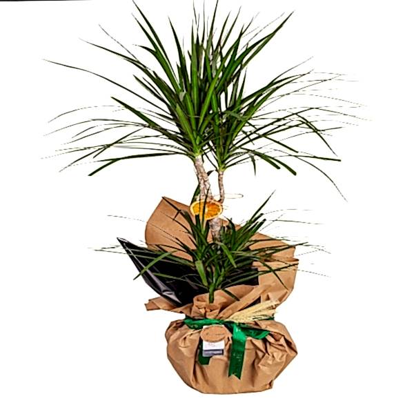  Marmaris Çiçek Gönder - Dracaena Marginata 2 Gövdeli